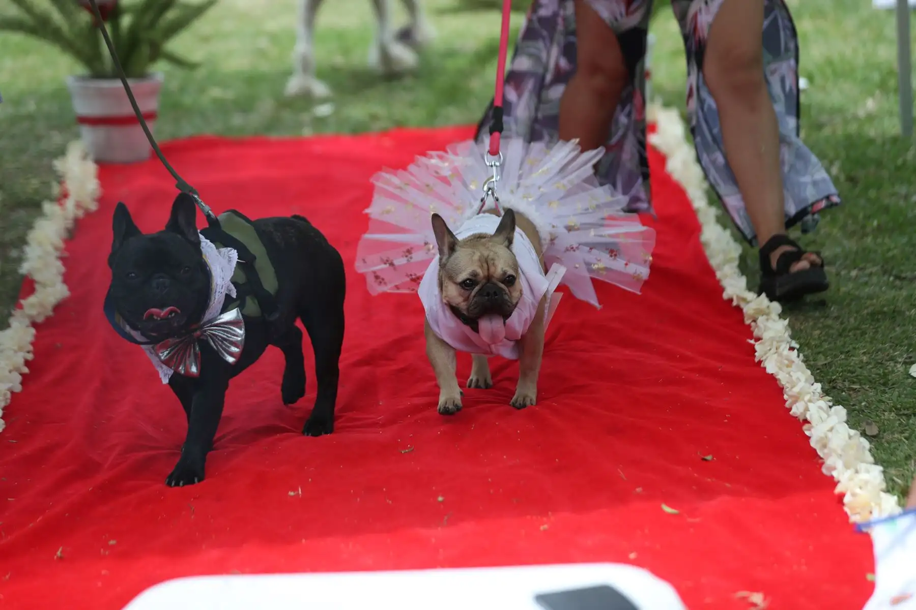 Las parejitas caninas fueron vestidos de manera alusiva a la romántica celebración. Caminaron por la alfombra roja junto con sus dueños que los llevaron al altar, luego pasaron a sellar su unión firmando con su huellita en el certificado de matrimonio.
Foto: ANDINA/Carla Patiño Ramírez