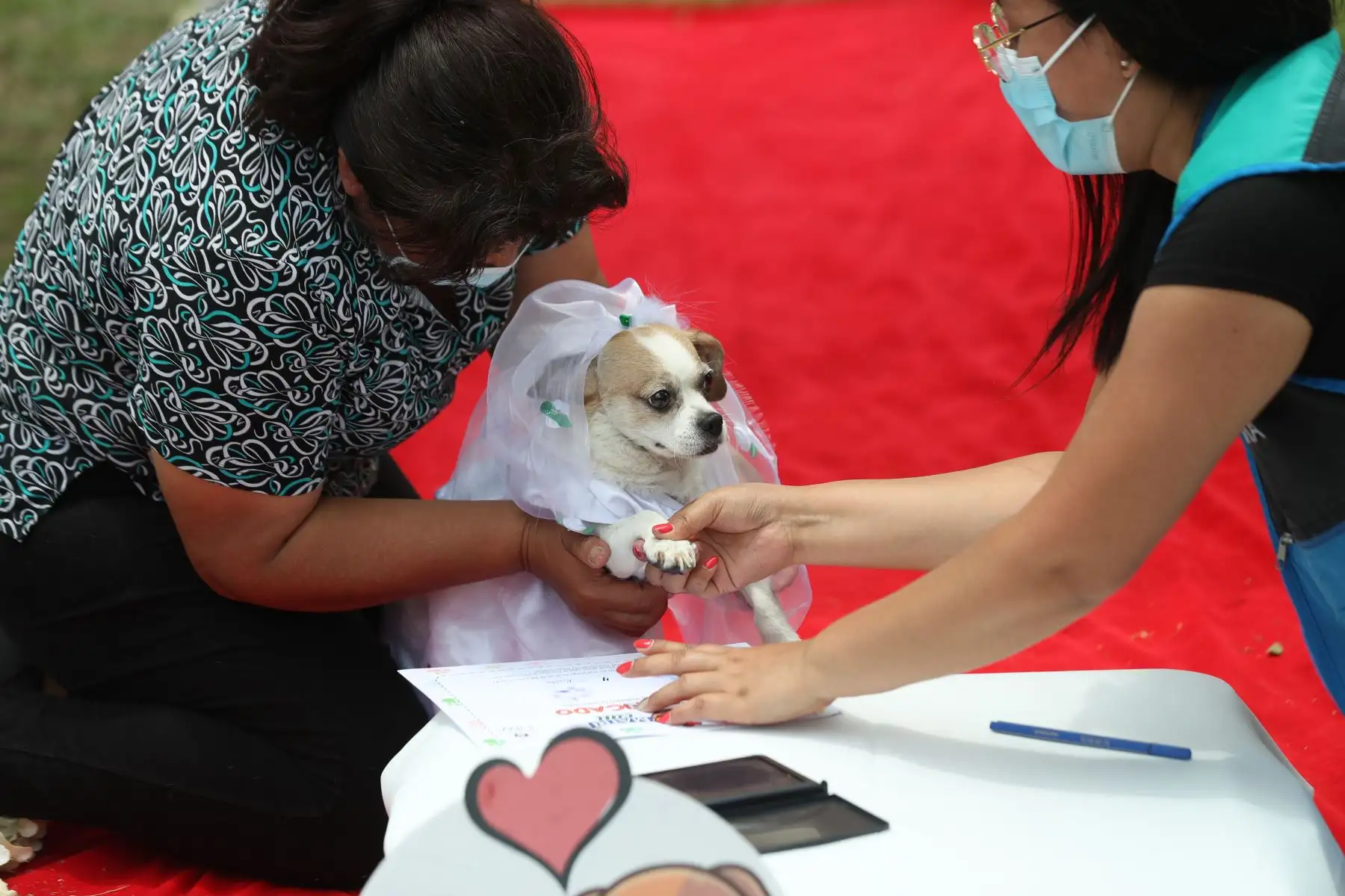 Las parejitas caninas fueron vestidos de manera alusiva a la romántica celebración. Caminaron por la alfombra roja junto con sus dueños que los llevaron al altar, luego pasaron a sellar su unión firmando con su huellita en el certificado de matrimonio.
Foto: ANDINA/Carla Patiño Ramírez