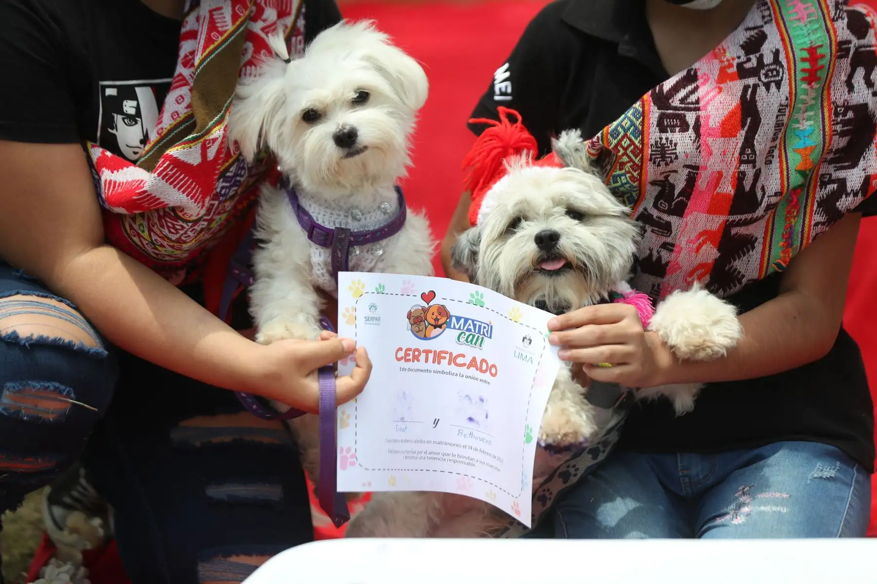 Las parejitas caninas fueron vestidos de manera alusiva a la romántica celebración. Caminaron por la alfombra roja junto con sus dueños que los llevaron al altar, luego pasaron a sellar su unión firmando con su huellita en el certificado de matrimonio.
Foto: ANDINA/Carla Patiño Ramírez