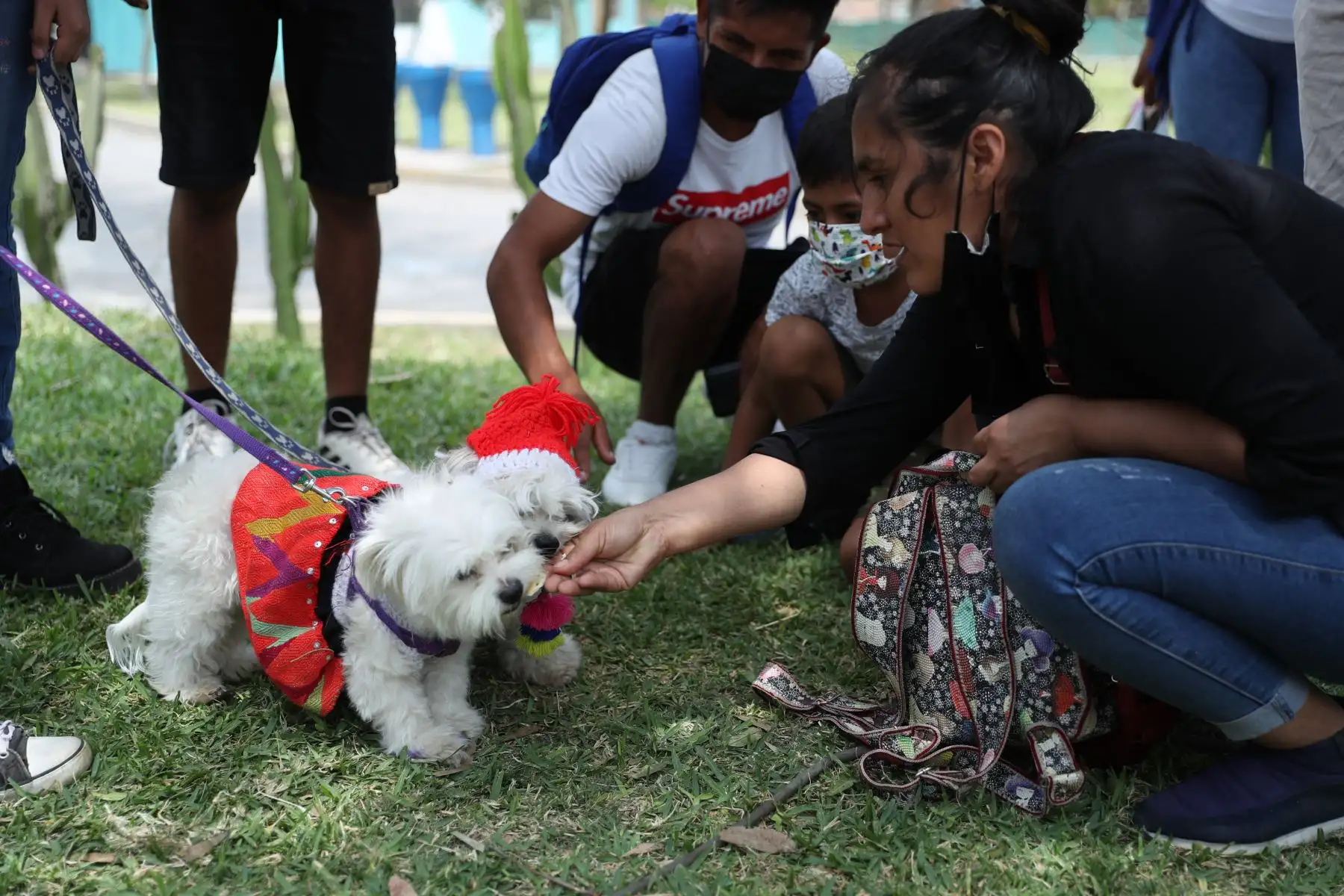 Las parejitas caninas fueron vestidos de manera alusiva a la romántica celebración. Caminaron por la alfombra roja junto con sus dueños que los llevaron al altar, luego pasaron a sellar su unión firmando con su huellita en el certificado de matrimonio.
Foto: ANDINA/Carla Patiño Ramírez