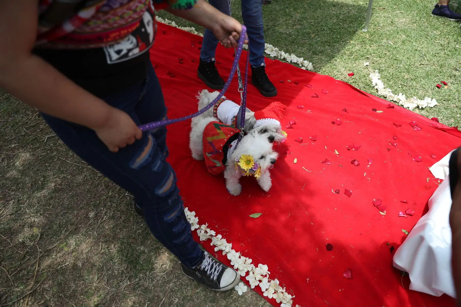 Las parejitas caninas fueron vestidos de manera alusiva a la romántica celebración. Caminaron por la alfombra roja junto con sus dueños que los llevaron al altar, luego pasaron a sellar su unión firmando con su huellita en el certificado de matrimonio.
Foto: ANDINA/Carla Patiño Ramírez