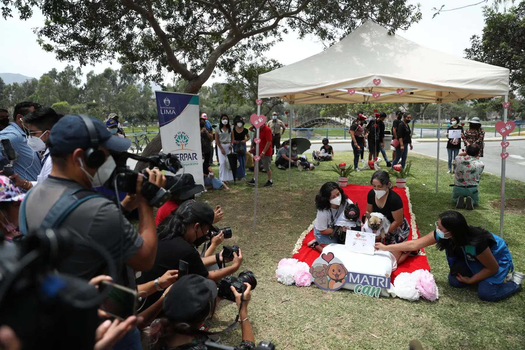 Las parejitas caninas fueron vestidos de manera alusiva a la romántica celebración. Caminaron por la alfombra roja junto con sus dueños que los llevaron al altar, luego pasaron a sellar su unión firmando con su huellita en el certificado de matrimonio.
Foto: ANDINA/Carla Patiño Ramírez