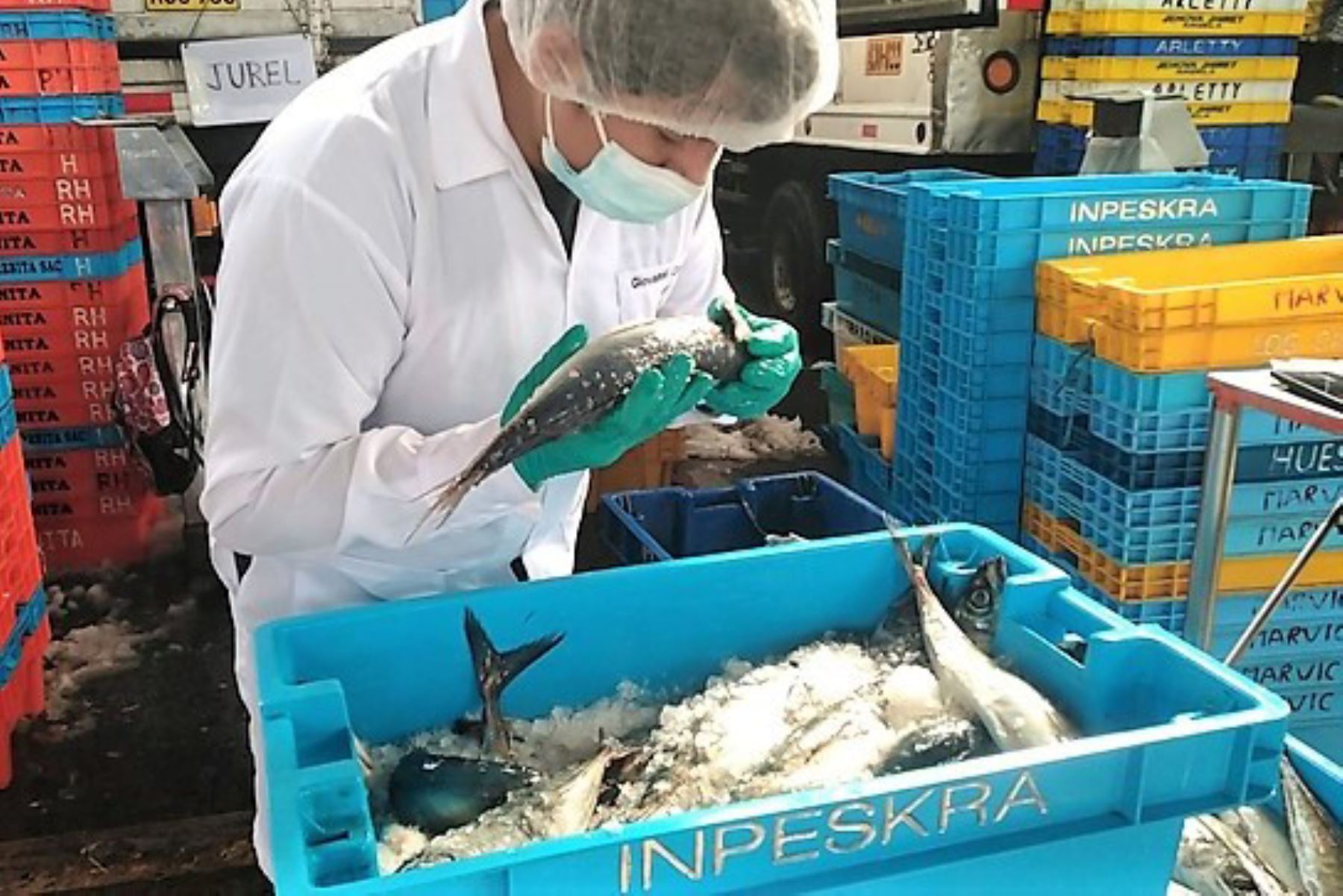 Personal técnico de Sanipes verifica la inocuidad del pescado que llega a los mercados de Lima y Callao.