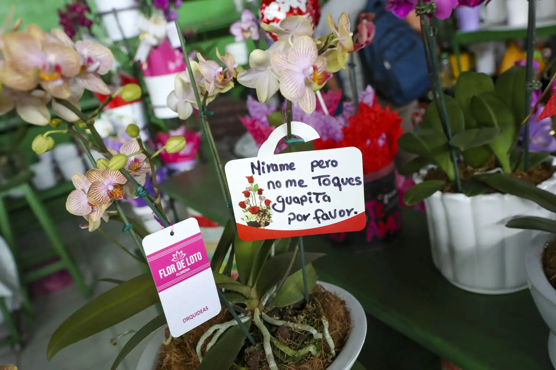 El mercado de Flores ubicado en la zona de Piedra Liza, en el Rímac tuvo gran afluencia del público, quienes compraban arreglos florales, rosas, girasoles o peluches para celebrar el Día del Amor y de la Amistad.
Foto: ANDINA/Carla Patiño Ramírez