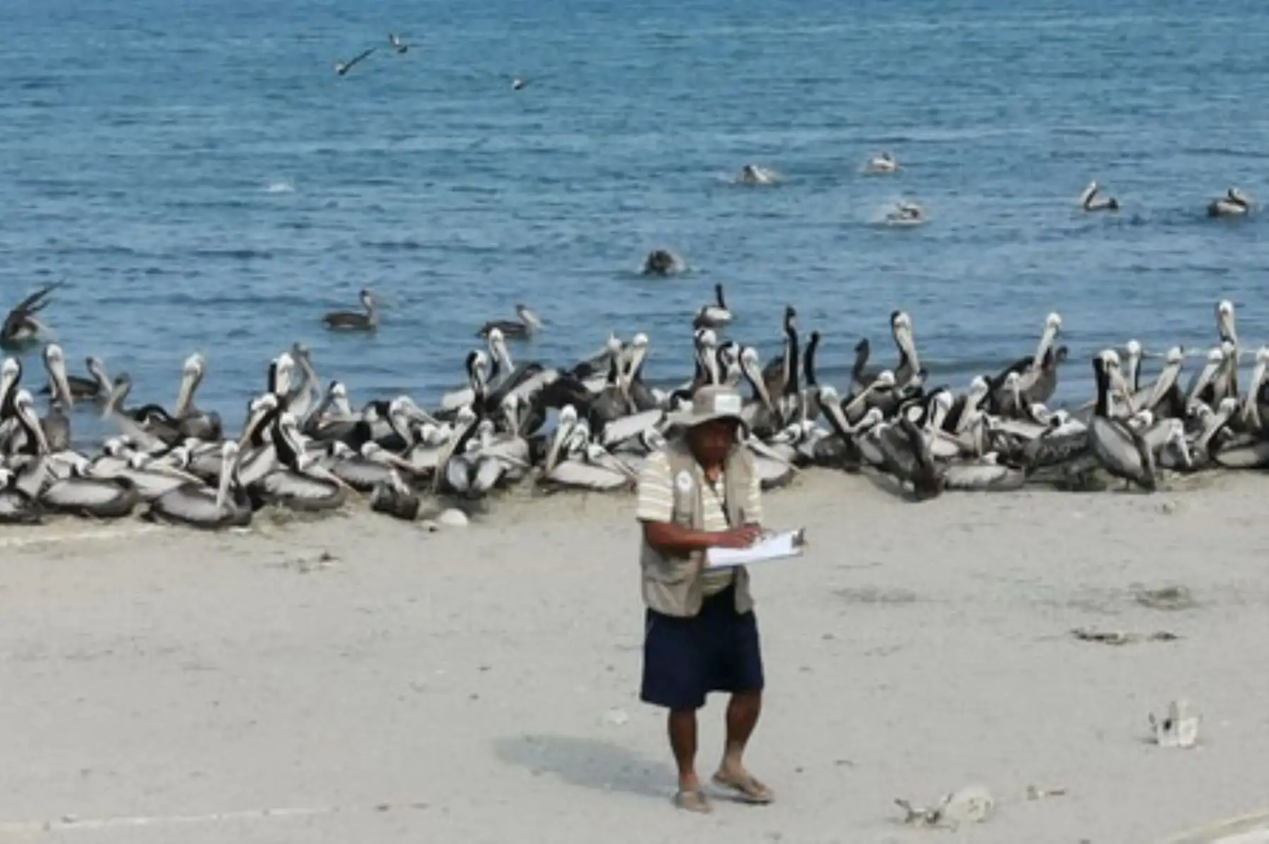 El guano es un valioso recurso natural que es utilizado para fertilizar los cultivos de los pequeños y medianos productores agrícolas. Foto: ANDINA/Agro Rural