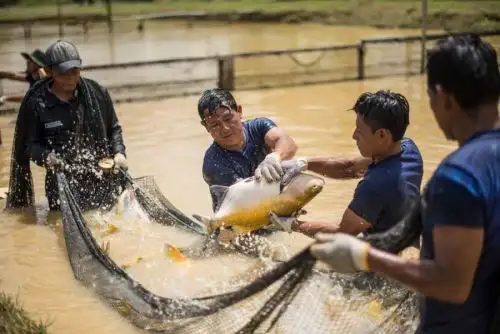 Piscicultura en la Amazonía peruana.