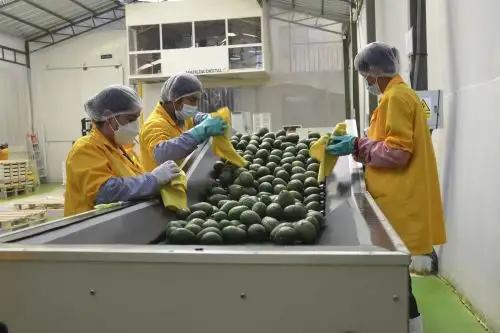 Nuestro país es el primer exportador de palta Hass en Europa y el segundo en el mundo.   ANDINA/Difusión