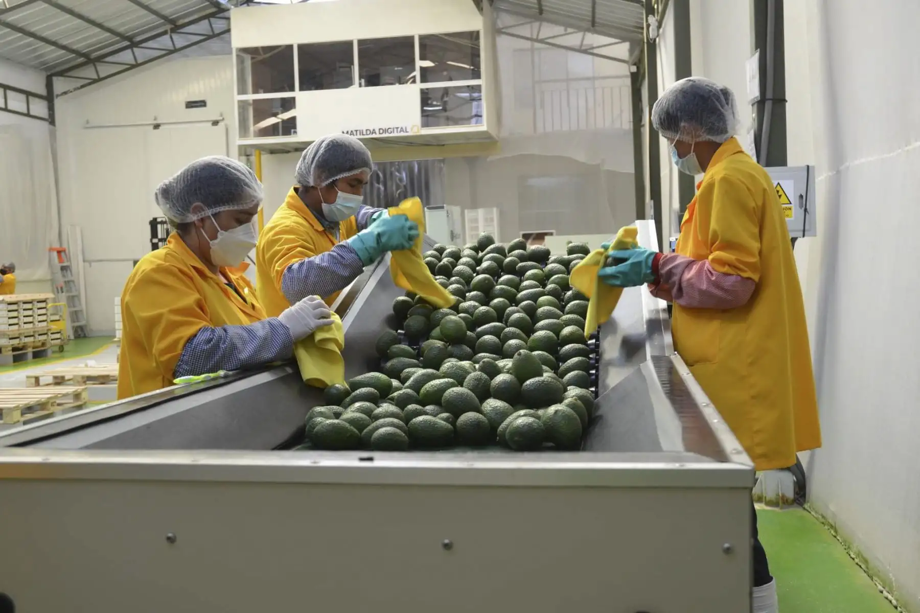 Palta Hass para la exportación. Foto: ANDINA/difusión.