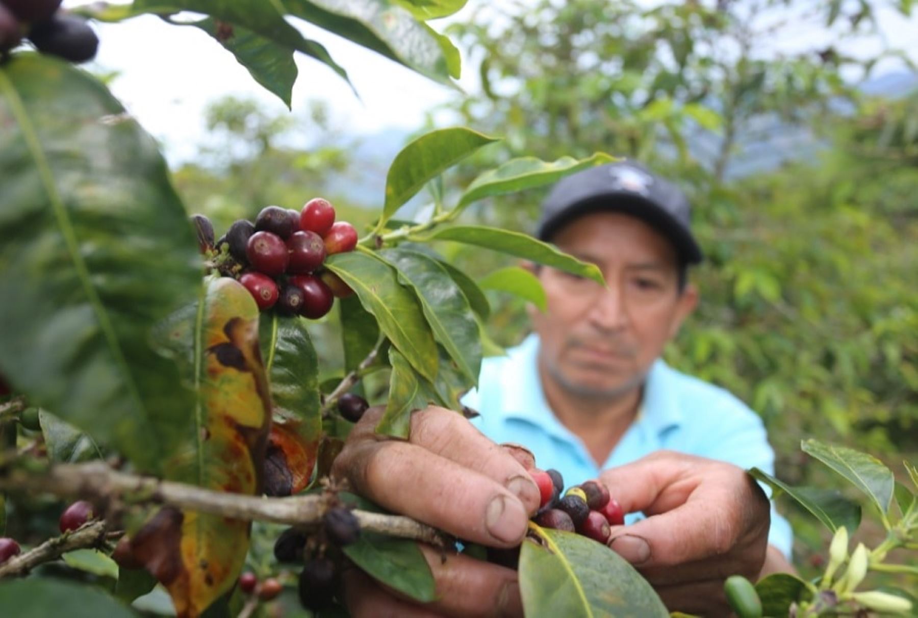 San Martín se ha consolidado como la principal región productora de café pergamino, superando las 89 800 toneladas métricas en el 2020 y las 77 800 toneladas métricas en el 2021, según la estadística de la Junta Nacional de Café, que presentó un cuadro comparativo de la producción por regiones.  ANDINA/Difusión