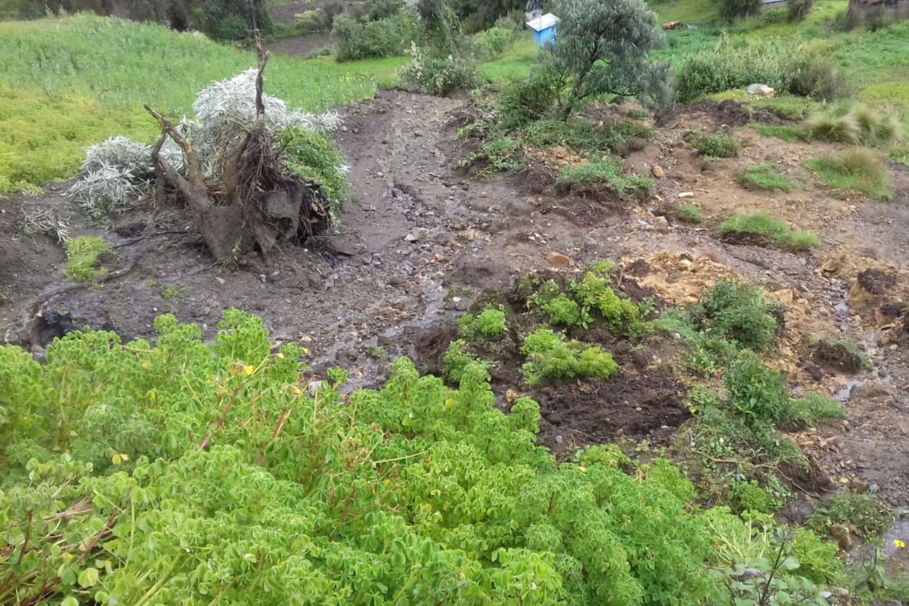 La erosión pluvial produjo daños en cultivos de oca, haba y hortalizas en más de 50 metros cuadrados. Foto: ANDINA/Difusión