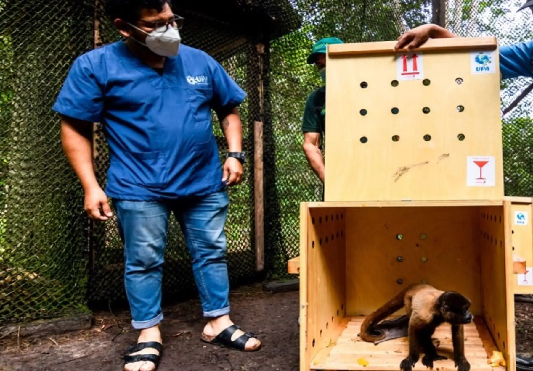 El Servicio Nacional Forestal y de Fauna Silvestre (Serfor) del Ministerio de Desarrollo Agrario y Riego (Midagri) reubicó a dos oncillas, dos margays, un grisón; y a dos monos choro en tres centros de cría autorizados, con el fin de que puedan recibir atención especializada.