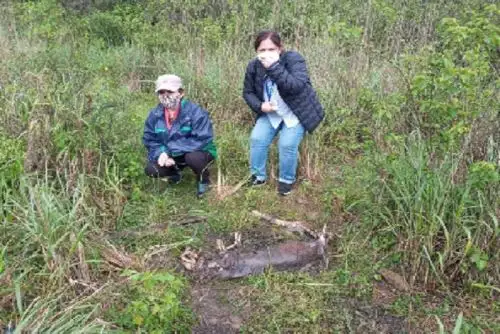 El puma concolor es uno de los ocho felinos silvestres en Perú y el segundo en tamaño, solo detrás del jaguar. Los antiguos peruanos como los incas lo consideraban una especie sagrada.
