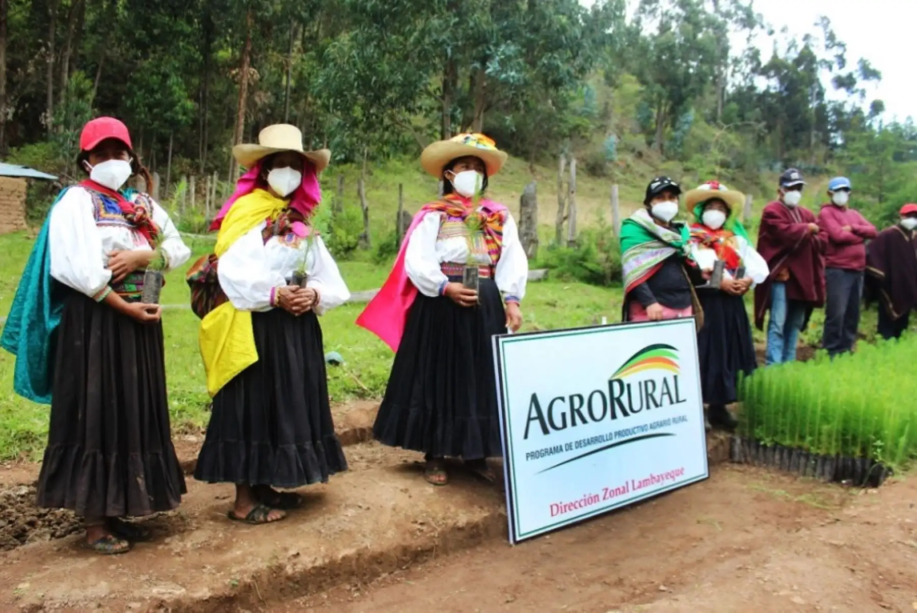 Como parte del desarrollo de la Campaña de Forestación 2021-2022, en una actividad protocolar se sembraron los primeros 250 plantones forestales, los cuales fueron proporcionados por el vivero municipal de Cañaris, en beneficio de 160 usuarios y abarcando en esta tarea 140 hectáreas a instalar entre macizos y agroforestería.