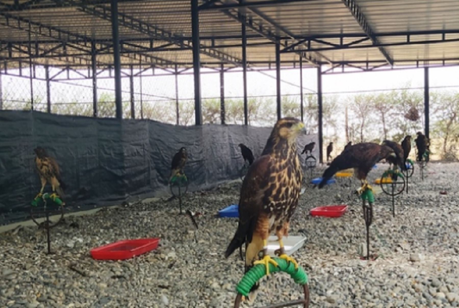 Aves rapaces de centro autorizado por el Serfor en Piura hacen control biológico en cultivos.