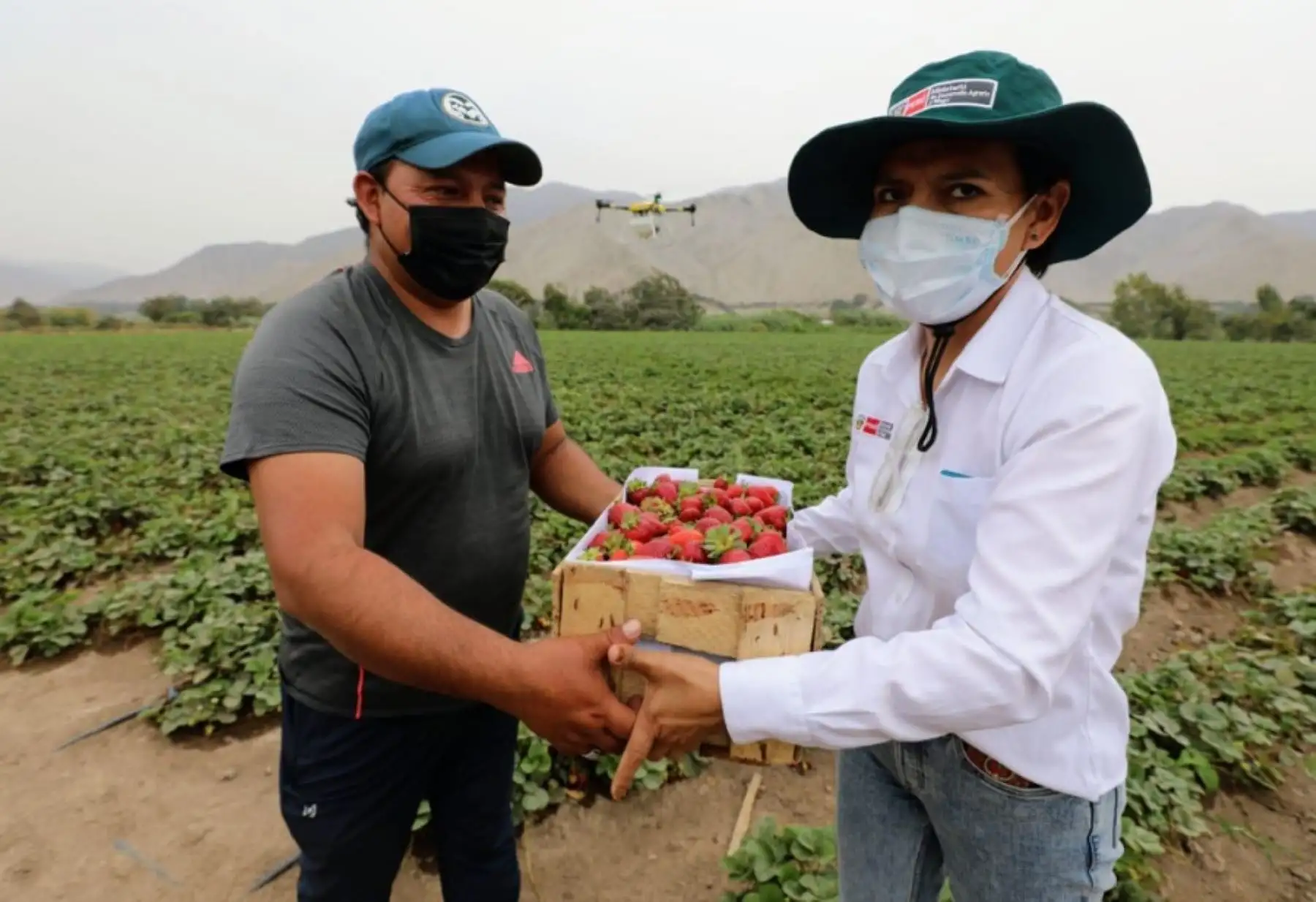 El programa Agroideas ha invertido S/ 1,100 millones en apoyo a productores. ANDINA/Difusión