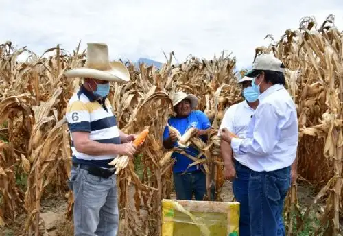Un grupo de 25 agricultores del valle de Virú, en la región La Libertad, lograron implementar la siembra y cosecha de maíz amarillo duro con la semilla INIA 619 megahíbrido, gracias al trabajo técnico desarrollado en la escuela de campo impulsada por la agencia agraria de dicha jurisdicción.