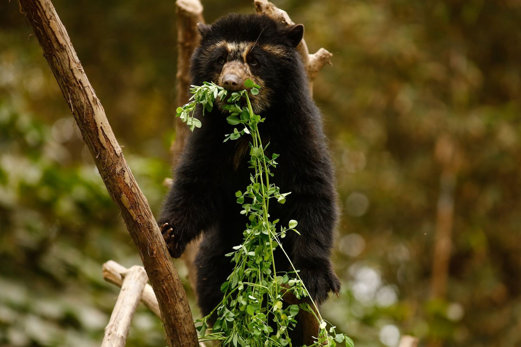 En Parque de las Leyendas hay osos de anteojos, una de las ocho especies que existen en el mundo.