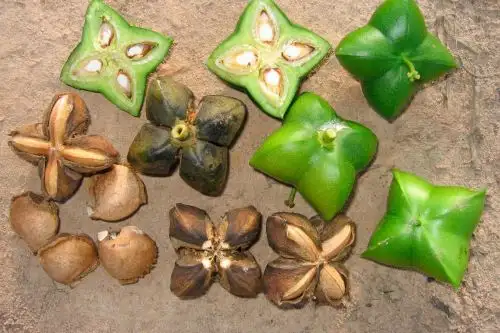 Esta iniciativa surgió a raíz de la elevada susceptibilidad del cultivo del sacha inchi al ataque del nemátodo del nudo considerado, hoy en día, el fotoparásito más importante de este cultivo. Foto: Concytec