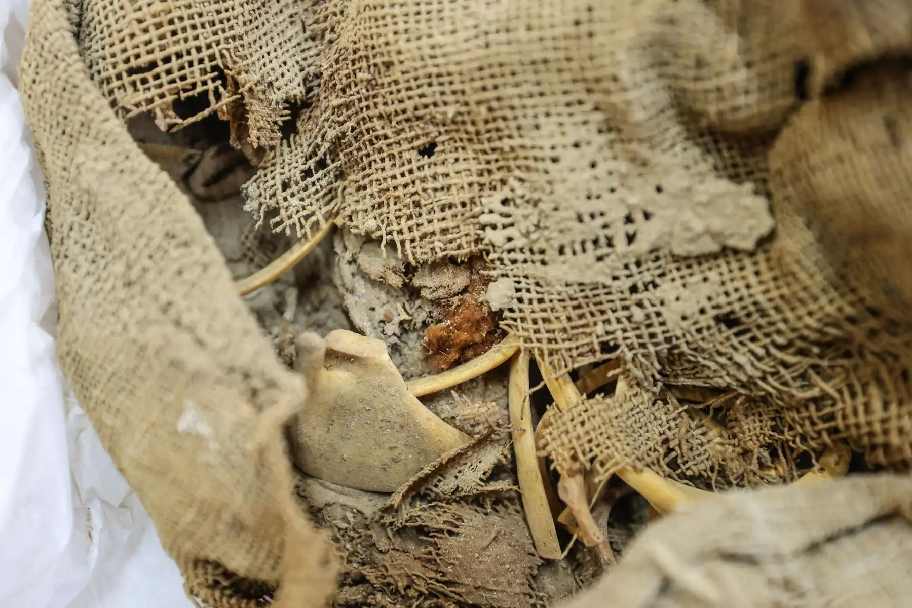 Investigadores  sanmarquinos Peater Van Dalen y Yomira Huamán Santillán, arqueólogos encargados del proyecto arqueológico de Cajamarquilla, presentarán y explicarán la relevancia de este importante hallazgo.
Foto: ANDINA/ Andrés Valle