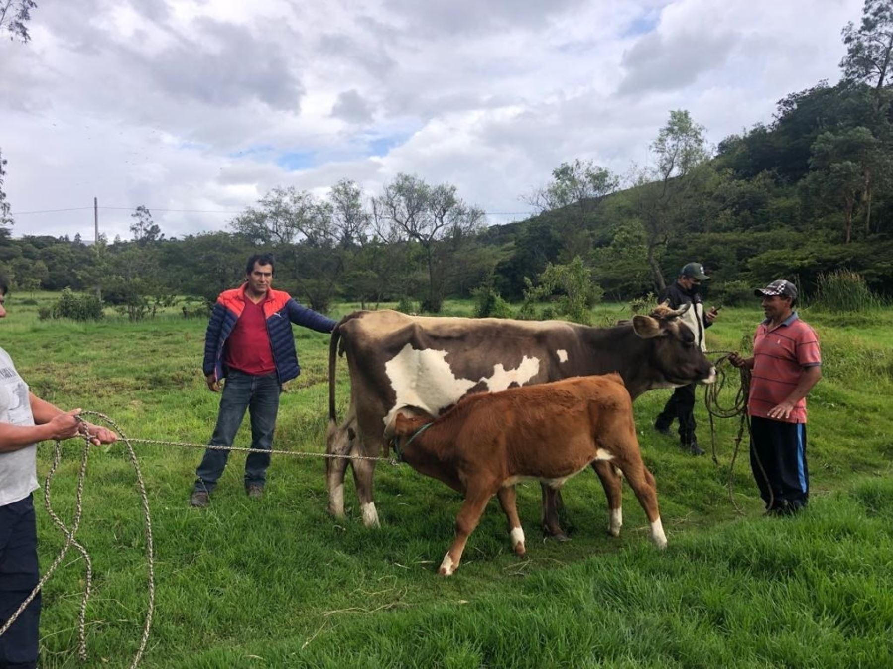 INIA desarrolla proyectos para mejorar la calidad genética del ganado bovino en regiones y beneficiar a pequeños y medianos ganaderos. ANDINA/Difusión