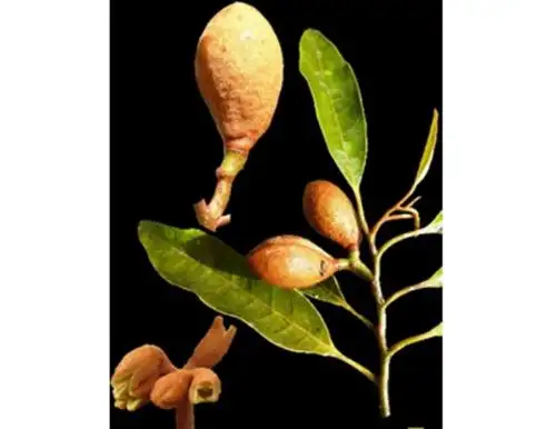 Investigadores descubren nueva especie de árbol silvestre en el Parque Nacional Cordillera Azul.