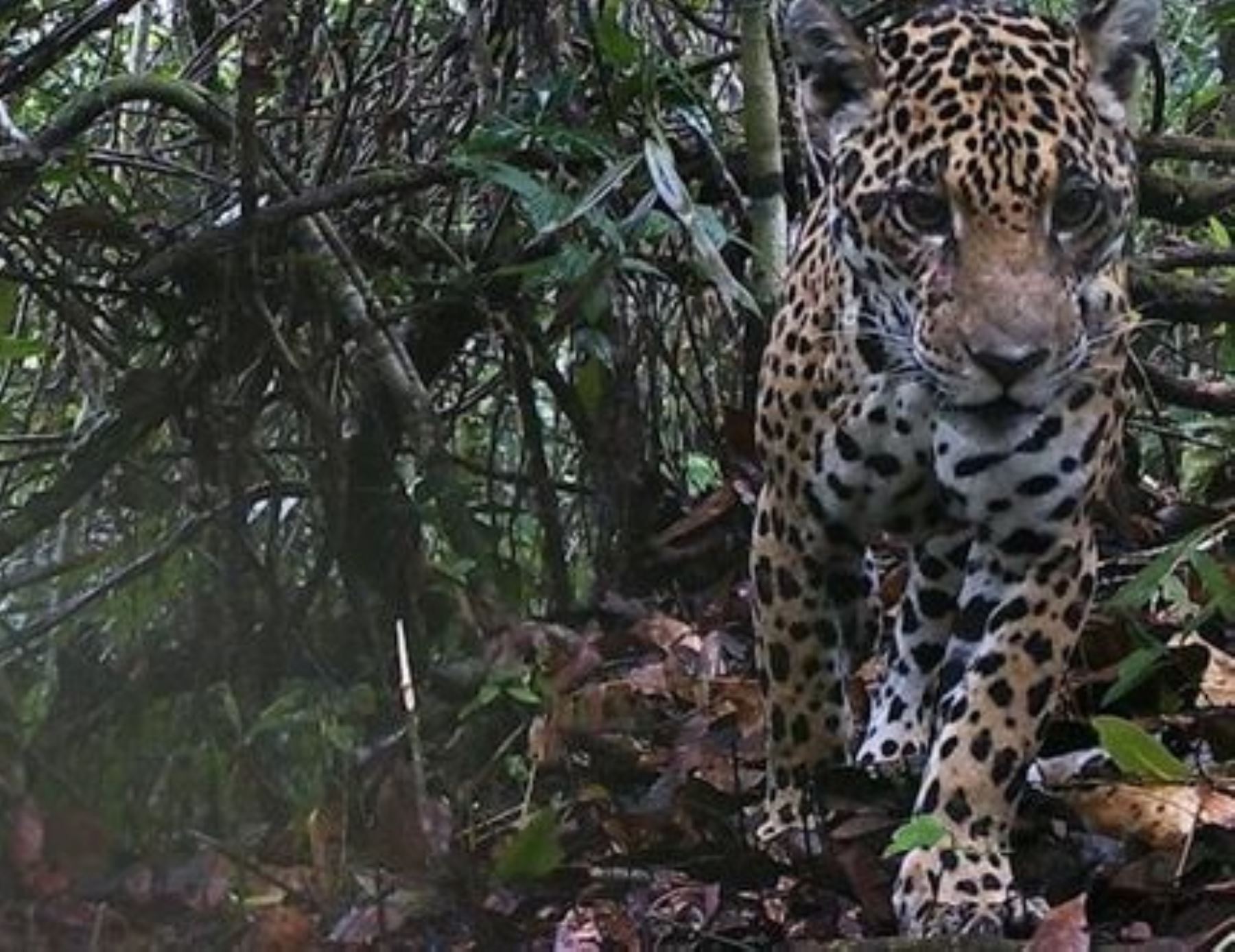 Jaguar, el rey de la selva amazónica, es una especie que es habitualmente avistada en el Bajo Urubamba, región Cusco.