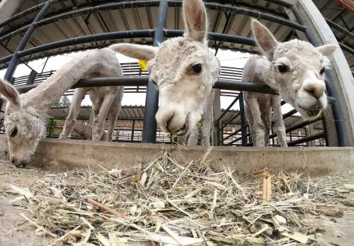 Esta iniciativa realizó una evaluación previa en campo según la productividad, calidad de fibra, peso, crecimiento y comparando cuál animal de estos camélidos sobresale o destaca y es el que va mejorar la especie del rebaño. Foto: Concytec
