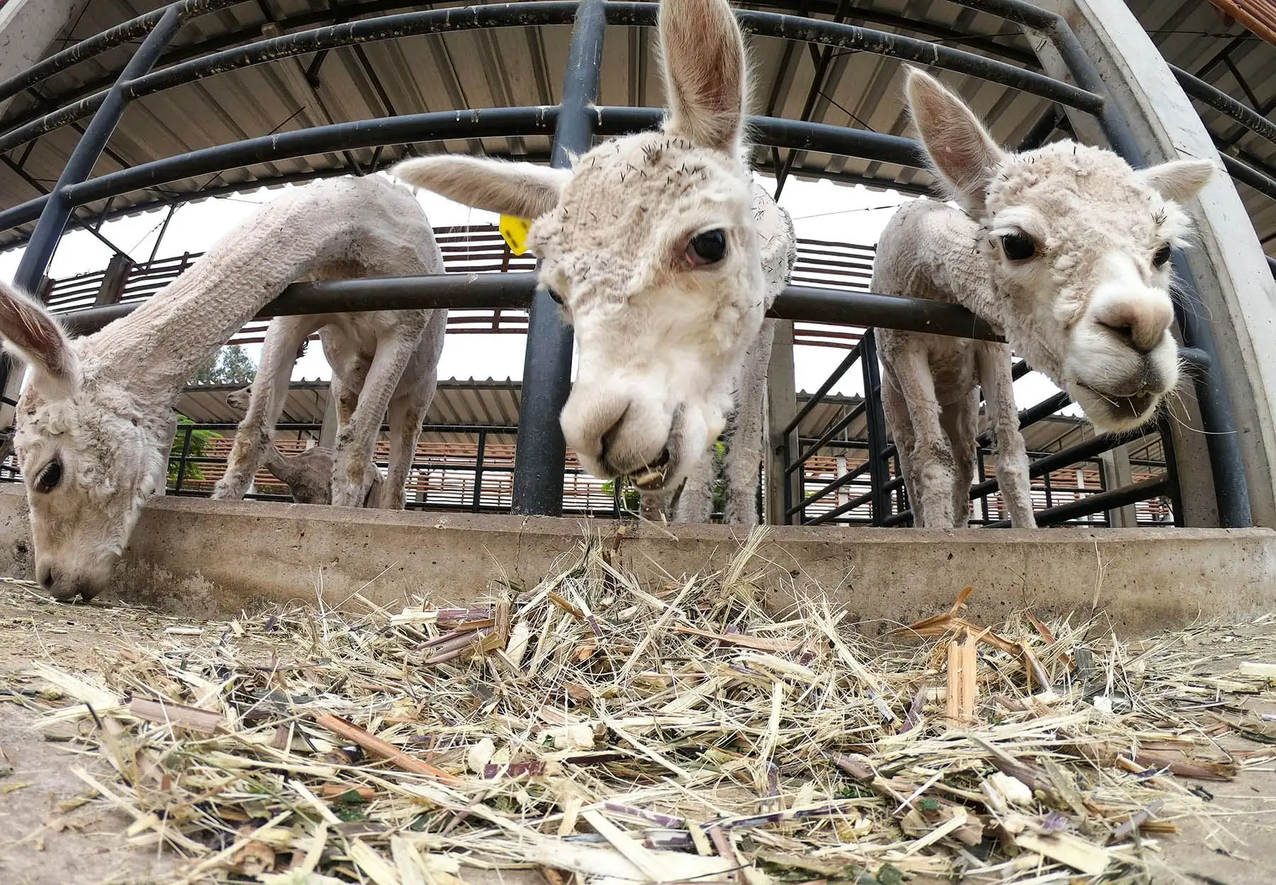 Esta iniciativa realizó una evaluación previa en campo según la productividad, calidad de fibra, peso, crecimiento y comparando cuál animal de estos camélidos sobresale o destaca y es el que va mejorar la especie del rebaño. Foto: Concytec