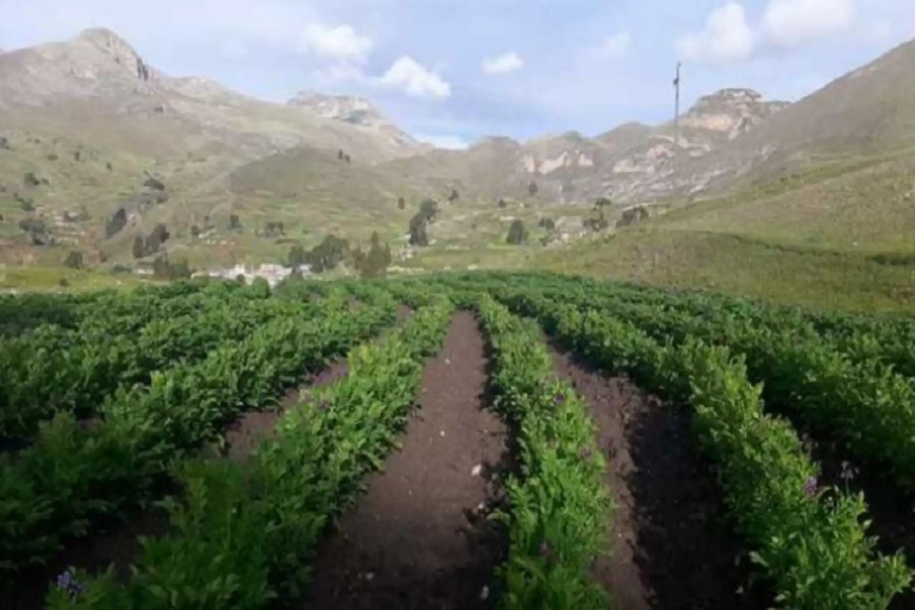 Se favorecerán los cultivos de maíz, papa, cereales, entre otros, que se encuentran en las etapas de crecimiento vegetativo, floración y desarrollo del grano.