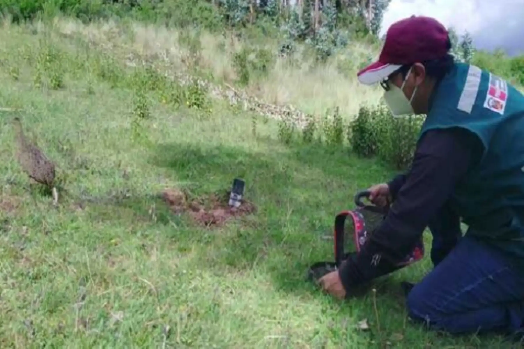 Ave se recuperó y los especialistas dispusieron su liberación en el sector de Yucaypata, distrito cusqueño de San Sebastián. El ave evidenció su buena condición, pues se desplazó rápidamente hacia los arbustos, en busca de refugio.