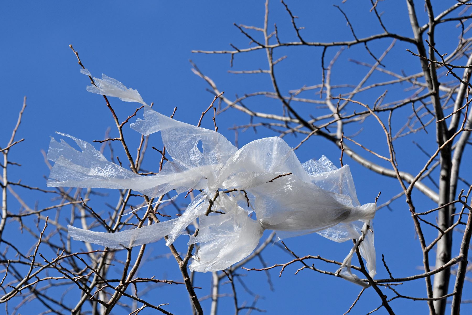 Uso indiscriminado y sin control del plástico es una de las principales causas del cambio climático. Foto: AFP