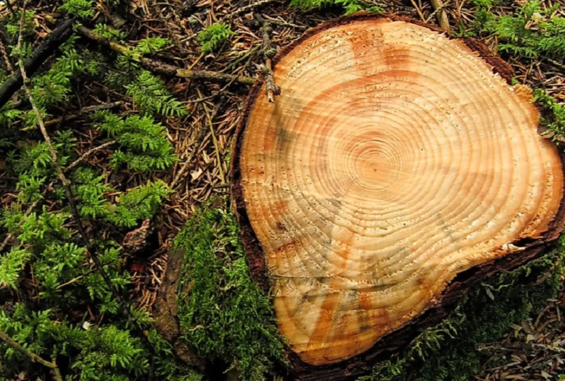Científicos de la Universidad Continental afirman en una reciente investigación que es posible prever el futuro hidrológico de un territorio, en este caso del Perú, si se estudia detalladamente los anillos del tronco de árboles como el queñual, el cedro y el nogal, entre otras especies.