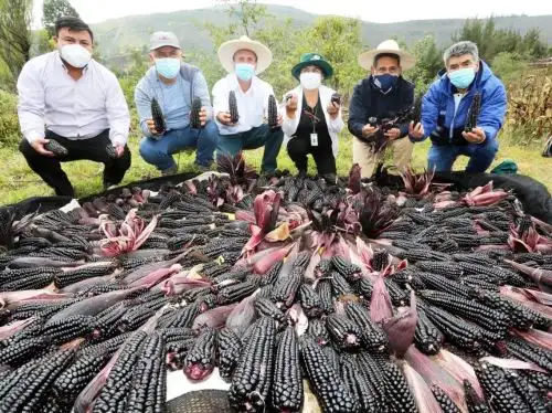El maíz morado INIA 601 es sensación en Cajamarca por su alta producción y gran rentabilidad. Ahora este cotizado producto cautiva a los mercados de Europa y EE.UU. ANDINA/Difusión