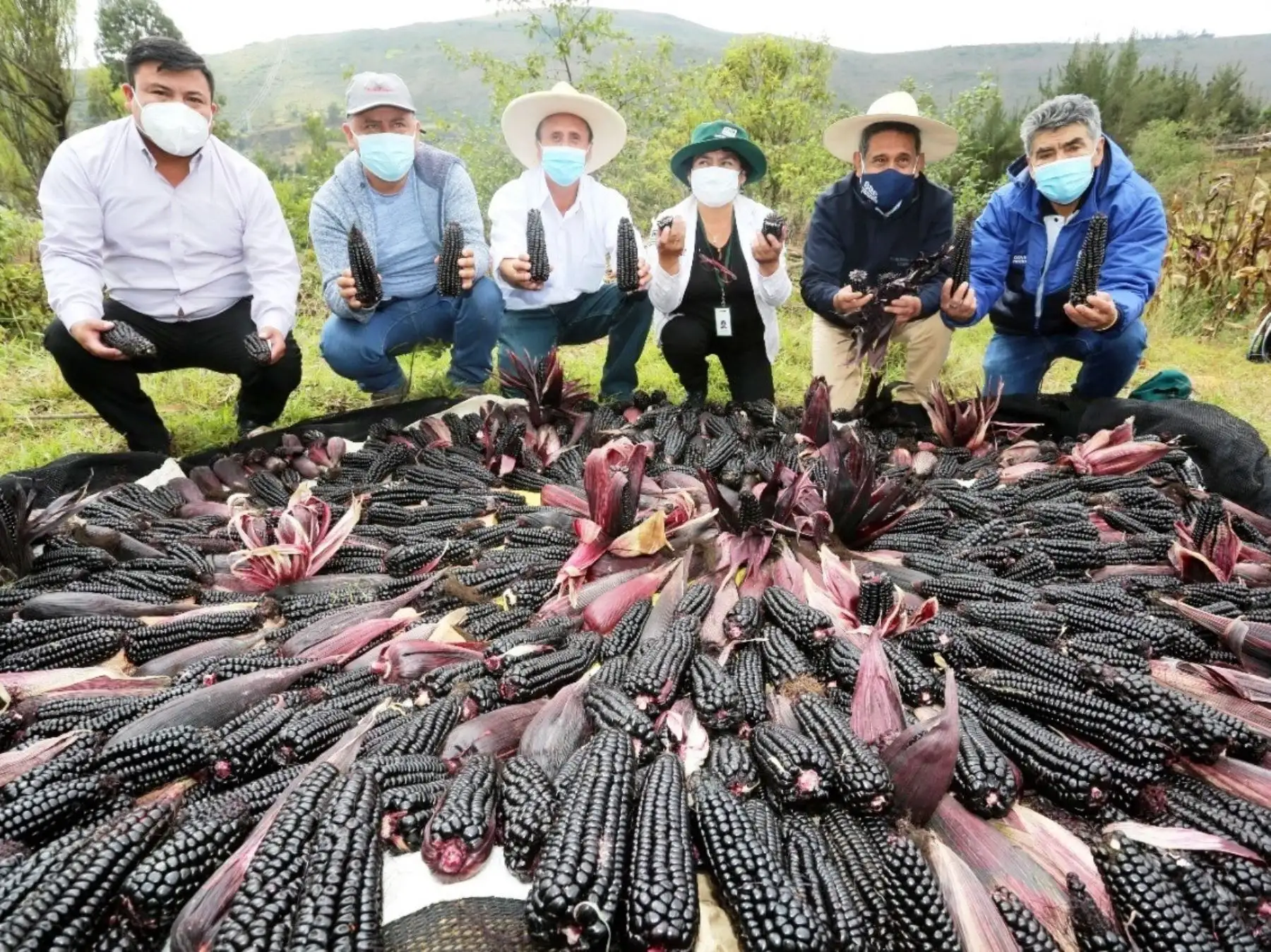El maíz morado INIA 601 es sensación en Cajamarca por su alta producción y gran rentabilidad. Ahora este cotizado producto cautiva a los mercados de Europa y EE.UU. ANDINA/Difusión