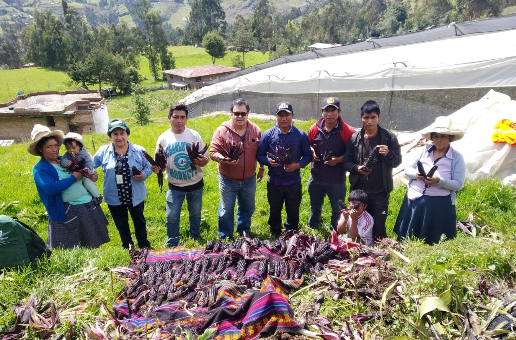 Como parte de las actividades para impulsar la segunda reforma agraria, el Instituto Nacional de Innovación Agraria (INIA), del Ministerio de Desarrollo Agrario y Riego, brindó asistencia técnica a productores del distrito de Socota, en la región Cajamarca, en control de crecimiento del maíz morado variedad INIA 601. ANDINA/Difusión