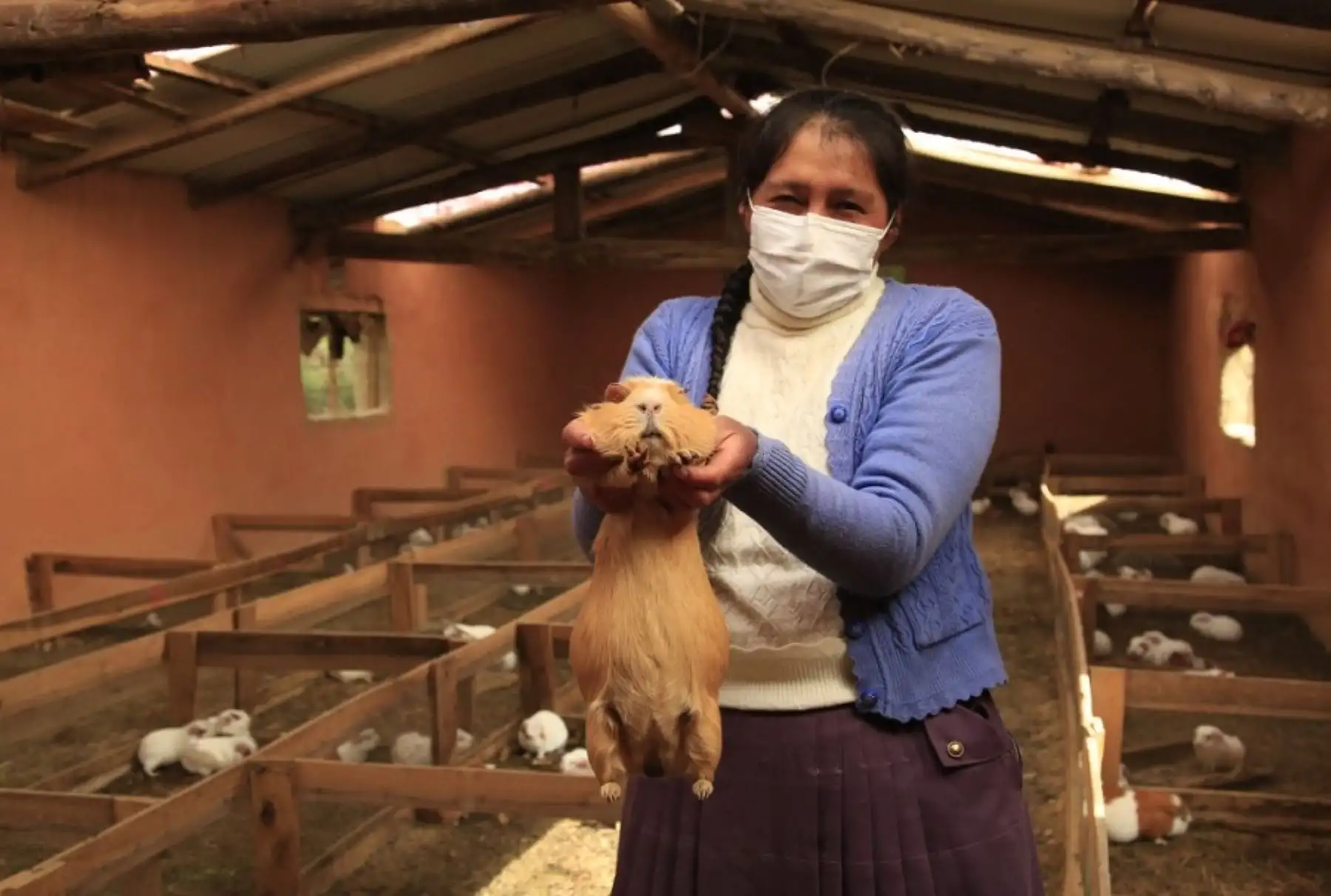 Con apoyo del tambo Churo del Programa Nacional PAIS, del Ministerio de Desarrollo e Inclusión Social (Midis), las mujeres rurales vienen fortaleciendo sus capacidades productivas mediante talleres que le permitan optimizar su negocio y generar mayores ingresos económicos para su familia en el distrito de Huancarani, provincia de Paucartambo, región Cusco.