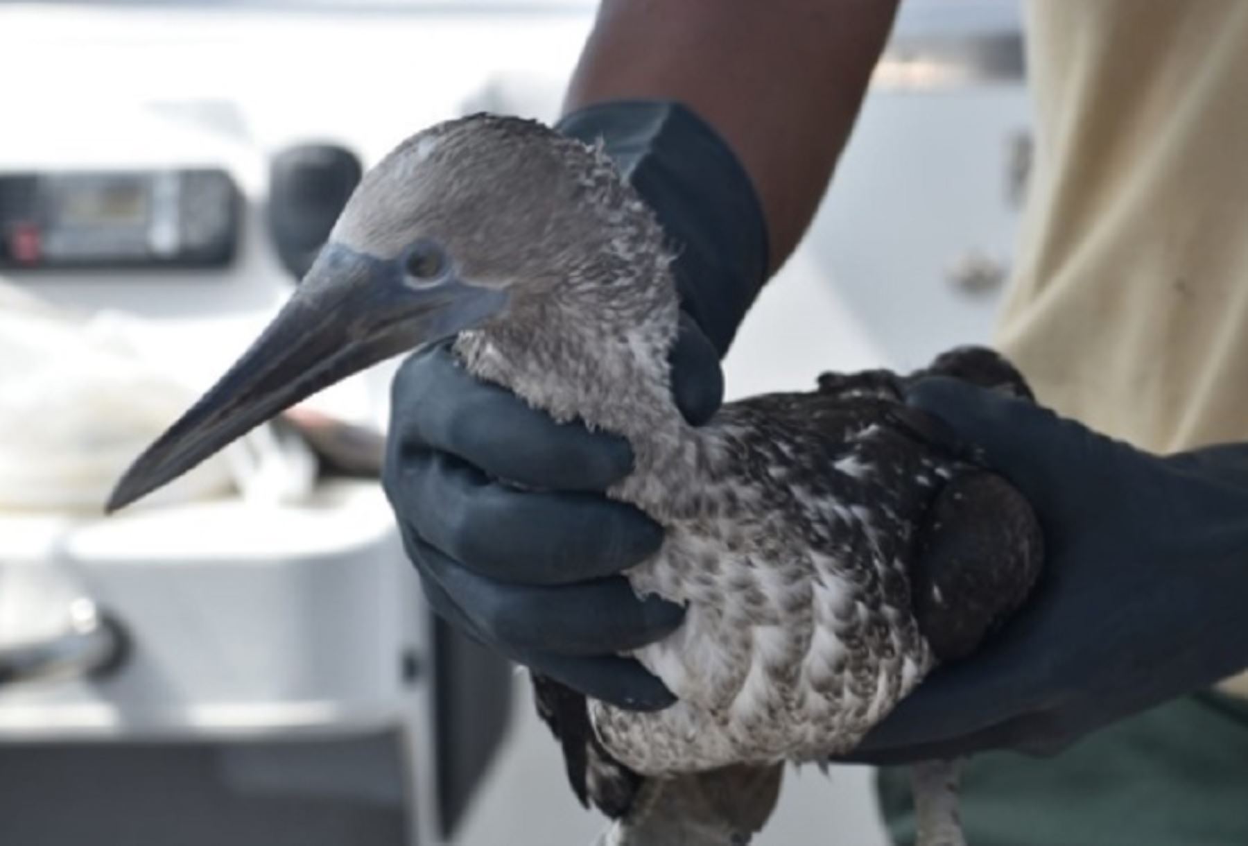 Más de 420 aves afectadas por el derrame de petróleo en el ámbito de dos áreas naturales protegidas han sido recuperadas y rescatadas en las últimas seis semanas, informó el Servicio Nacional de Áreas Naturales Protegidas por el Estado.