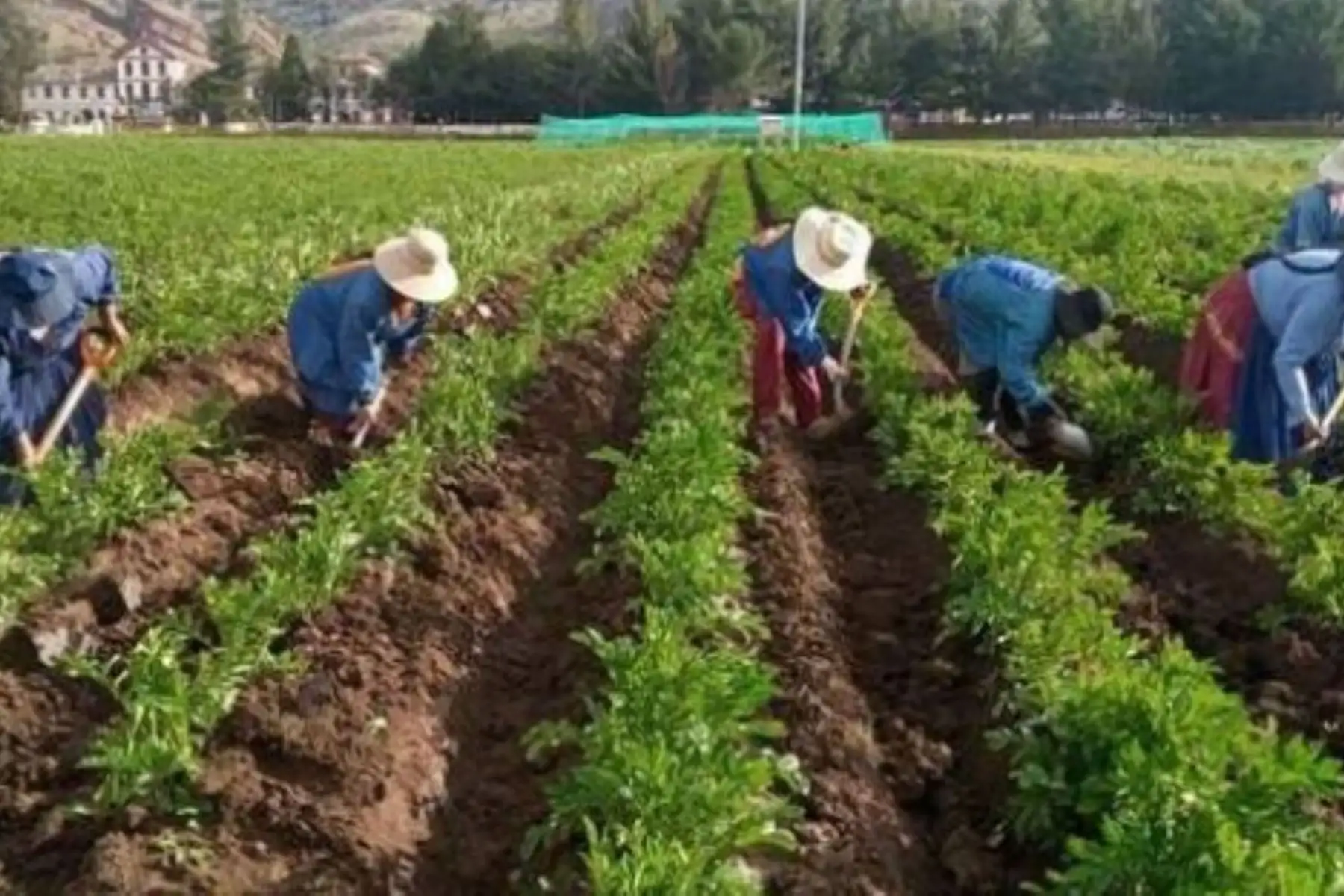 Agricultores. Foto: ANDINA/Difusión.