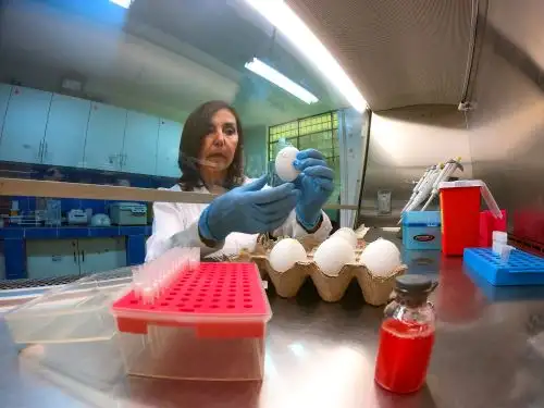 El virus de la influenza A es el más perjudicial, ya que puede provocar graves enfermedades. Foto: Concytec