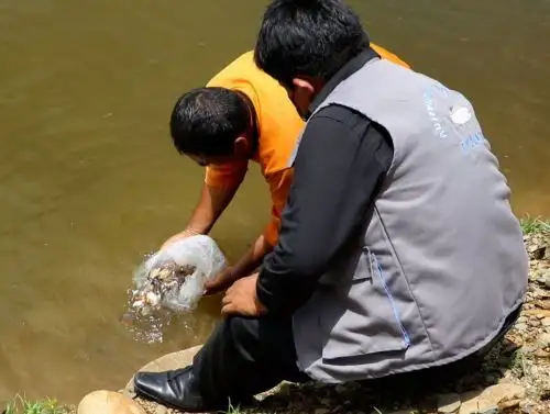 En Puno promueven la crianza de peces tropicales en el distrito de San Gabán para mejorar las condiciones económicas de la población local. ANDINA/Difusión