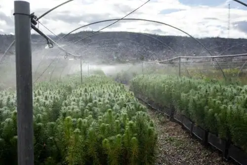Los plantones forestales están compuestos por 35,000 de café, 10,000 de pino pátula y 2,000 de aliso. Foto: ANDINA/Archivo