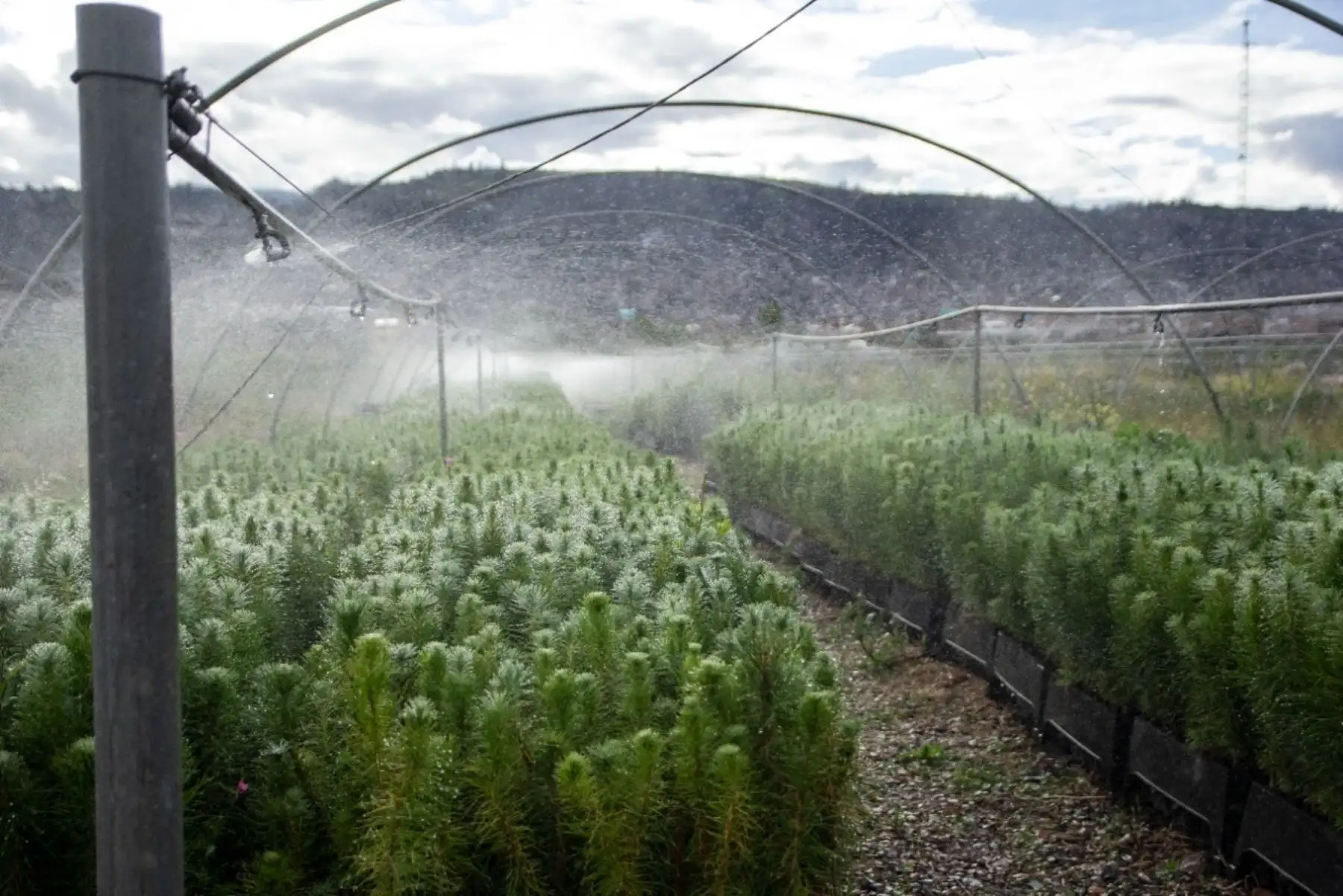 En el vivero institucional de alta tecnología Canaán Bajo se producen especies forestales como pino radiata, pino pátula, tara, frutales, entre otras. Foto: ANDINA/Agro Rural