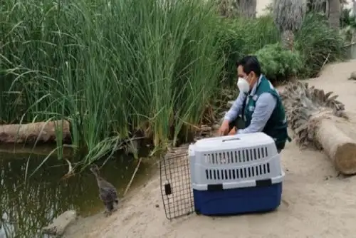 Es una infracción muy grave “poseer, adquirir, vender, transformar, almacenar, comercializar, importar o exportar especímenes, productos o subproductos de fauna silvestre, sin contar con la autorización correspondiente”.