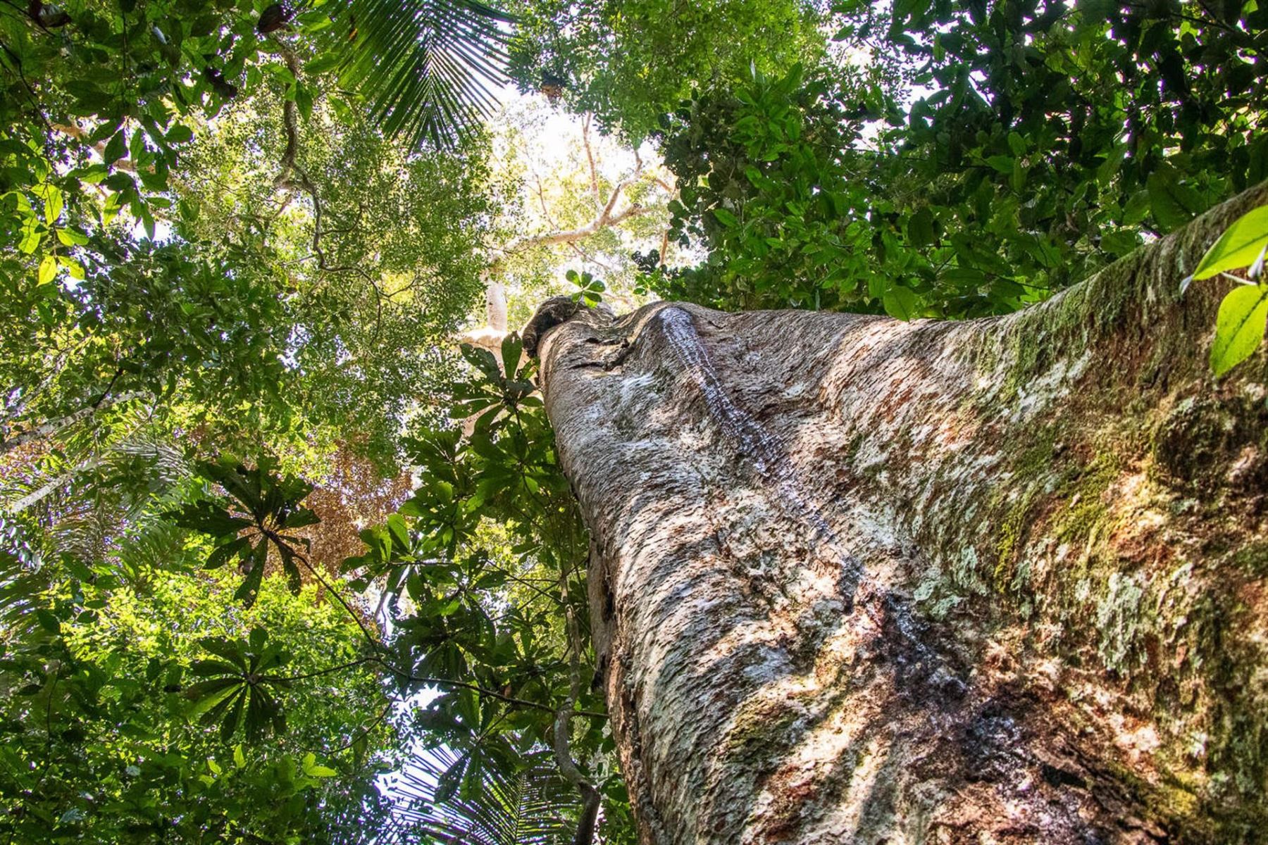 El shihuahuaco, uno de los árboles más grandes y antiguos de la Amazonía, refugio de especies como los guacayos o águilas arpías, se encuentra en peligro por la tala incontrolada, alertó la organización Arbio. Foto: EFE/ Gianella Espinosa/ ONG Arbio