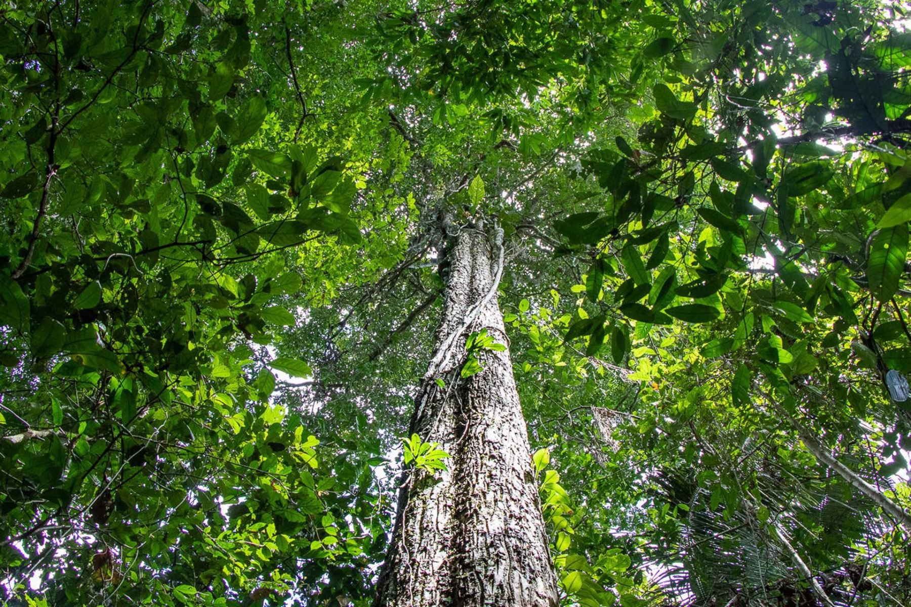 El shihuahuaco es un árbol emblemático de Perú y su inclusión en el Apéndice II de las Cites contribuirá a su protección. Foto: Efe.