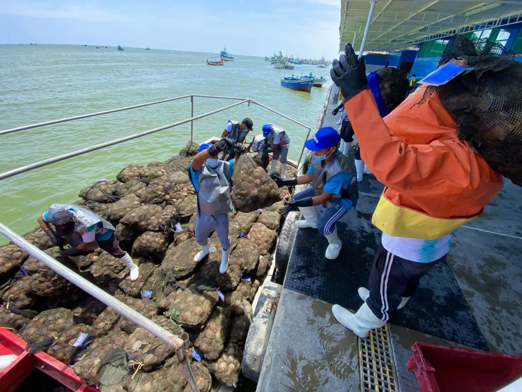 El Fondemi se encargará de garantizar y/o financiar las facilidades crediticias de los concesionarios que desarrollan la actividad acuícola en la bahía de Sechura (maricultores). Foto: ANDINA/difusión.
