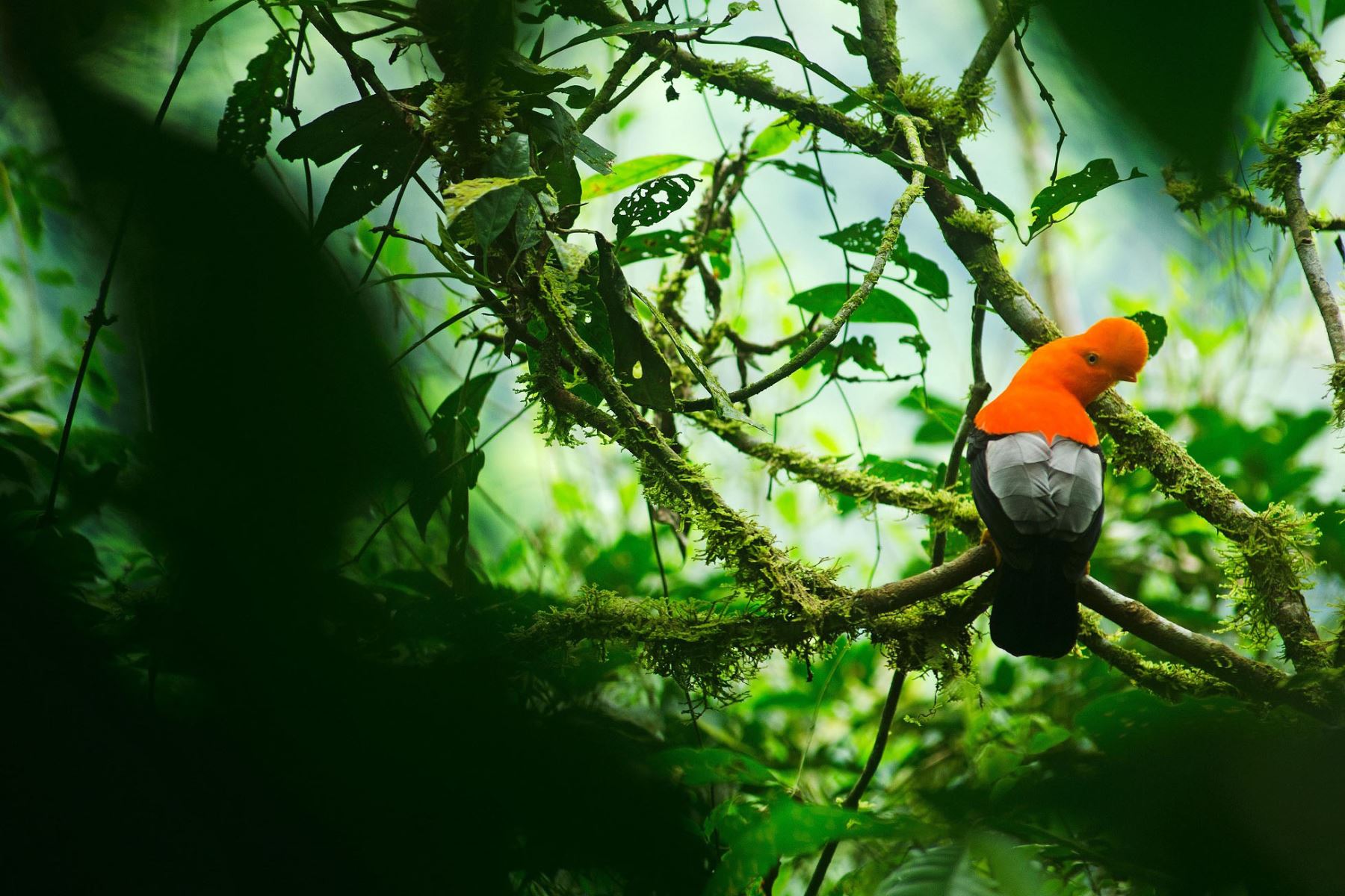 La reserva nacional Pacaya Samiria y el parque nacional Tingo María fueron destacadas como historias de buenas prácticas más inspiradoras e innovadoras de destinos de todo el mundo. Foto: ANDINA/Sernanp