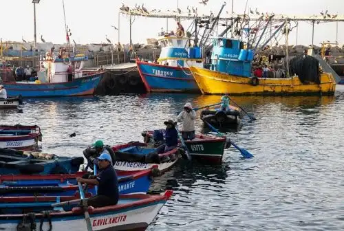 Las obras del Desembarcadero Pesquero Artesanal de Ilo continúan ejecutándose de acuerdo a la estimación del avance de obra, previéndose que estarán culminadas en un mes, al recibirse todo el equipamiento, informó el Fondo Nacional de Desarrollo Pesquero (Fondepes).