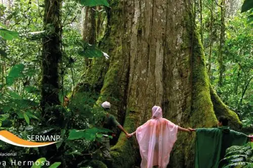 El Santuario Nacional Pampa Hermosa constituye un auténtico paraíso en la selva central del Perú. Se trata de un corredor biológico ubicado en la región Junín que es hábitat del único bosque de cedro de altura que existe en Perú y alberga a una singular diversidad de fauna y flora endémicas. Foto: Henry Gines/Sernanp
