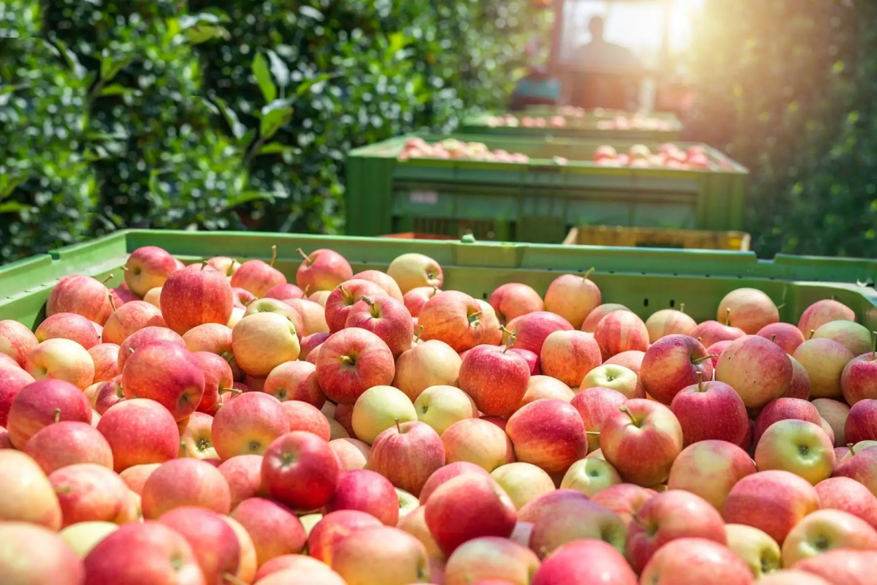 Manzanas. Foto: Cortesía.
